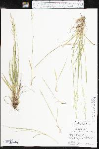 Dichanthelium linearifolium image
