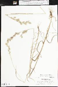 Bromus secalinus image