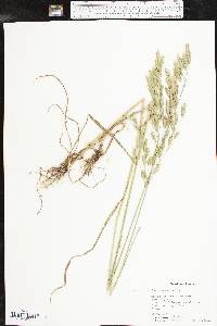 Bromus secalinus image