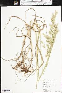 Bromus secalinus image