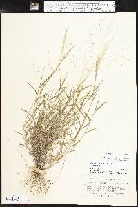 Digitaria pubiflora image