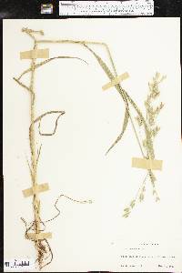 Bromus secalinus image