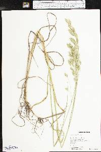 Bromus secalinus image