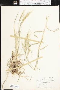 Bromus diandrus image