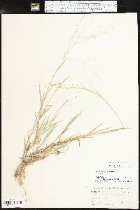 Digitaria cognata image