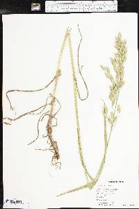 Bromus secalinus image