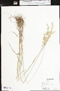 Bromus secalinus image