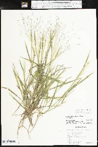 Digitaria cognata image