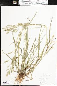 Bromus secalinus image