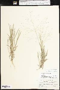 Digitaria cognata image