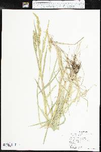 Echinochloa muricata var. microstachya image