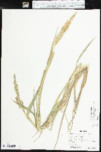 Echinochloa muricata var. microstachya image