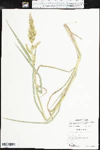 Echinochloa muricata var. microstachya image