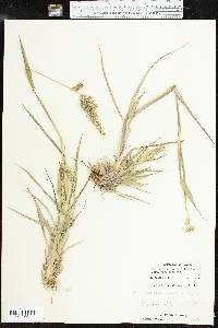 Echinochloa muricata var. muricata image