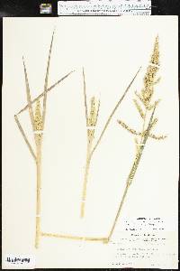 Echinochloa muricata var. microstachya image