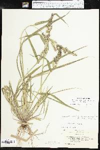 Echinochloa muricata var. muricata image