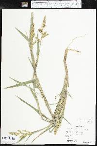 Echinochloa muricata var. microstachya image