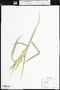 Echinochloa muricata var. microstachya image