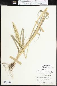 Echinochloa crus-pavonis image