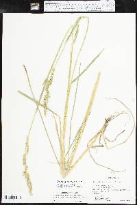 Echinochloa crus-pavonis image