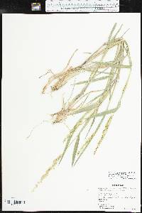 Echinochloa crus-pavonis var. macera image