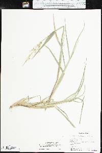 Echinochloa muricata var. microstachya image