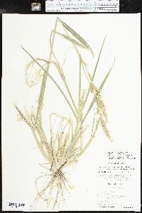 Echinochloa crus-pavonis var. macera image