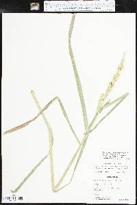 Echinochloa crus-pavonis var. macera image