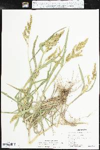 Echinochloa muricata var. microstachya image