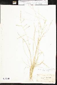 Eragrostis sessilispica image