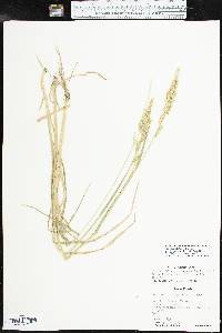 Echinochloa crus-pavonis var. macera image