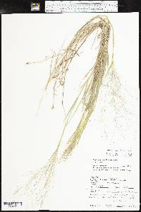 Digitaria cognata image