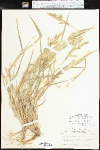 Echinochloa muricata var. microstachya image