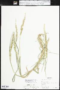 Echinochloa crus-pavonis var. macera image