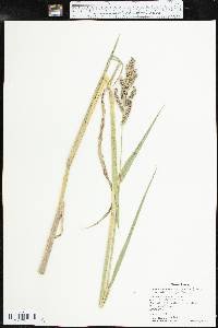 Echinochloa muricata var. microstachya image