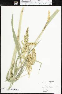 Echinochloa muricata var. microstachya image