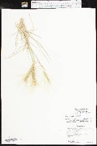 Elymus elymoides subsp. brevifolius image