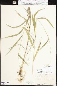 Elymus hystrix image