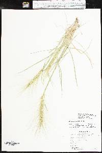 Elymus elymoides subsp. brevifolius image