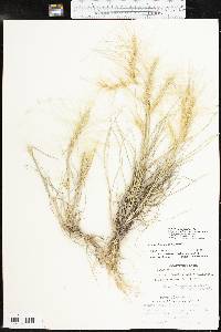 Elymus elymoides subsp. brevifolius image