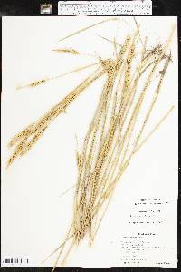 Elymus virginicus var. jejunus image