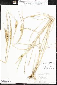 Elymus virginicus var. virginicus image