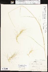 Elymus elymoides subsp. brevifolius image