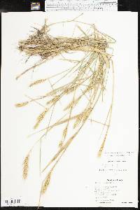 Elymus virginicus var. jejunus image