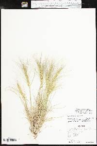 Elymus elymoides subsp. brevifolius image