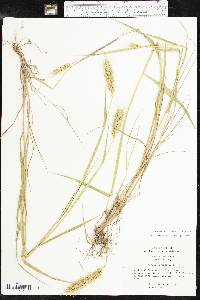 Elymus virginicus var. jejunus image