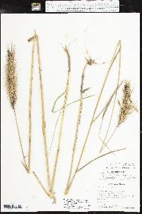 Elymus glabriflorus image
