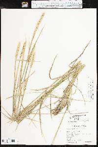 Elymus virginicus var. jejunus image