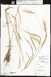 Elymus villosus image