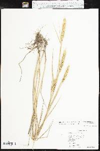 Elymus virginicus var. jejunus image